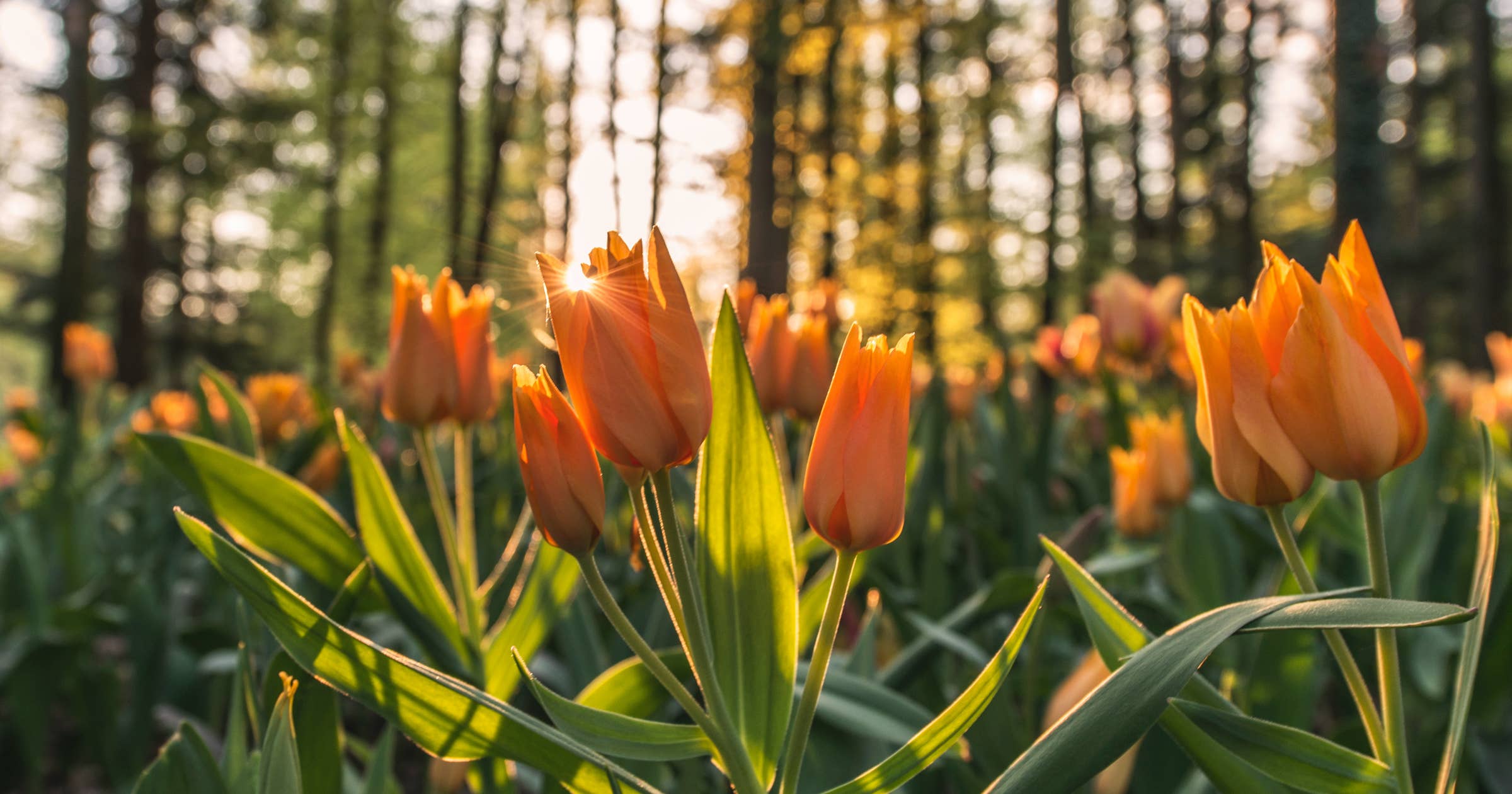 botanical-business-names-free-logos