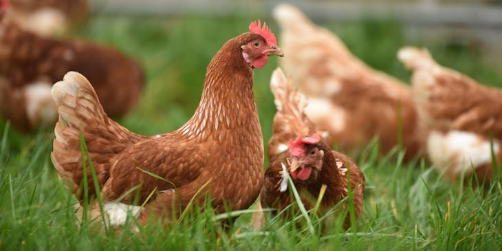 A hen in the grass of a chicken farm.