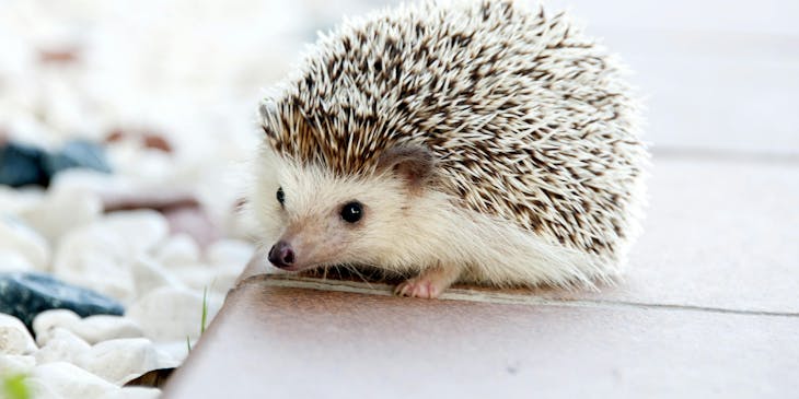 A cute hedgehog.