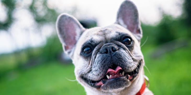 French bulldog with a red collar in a park.