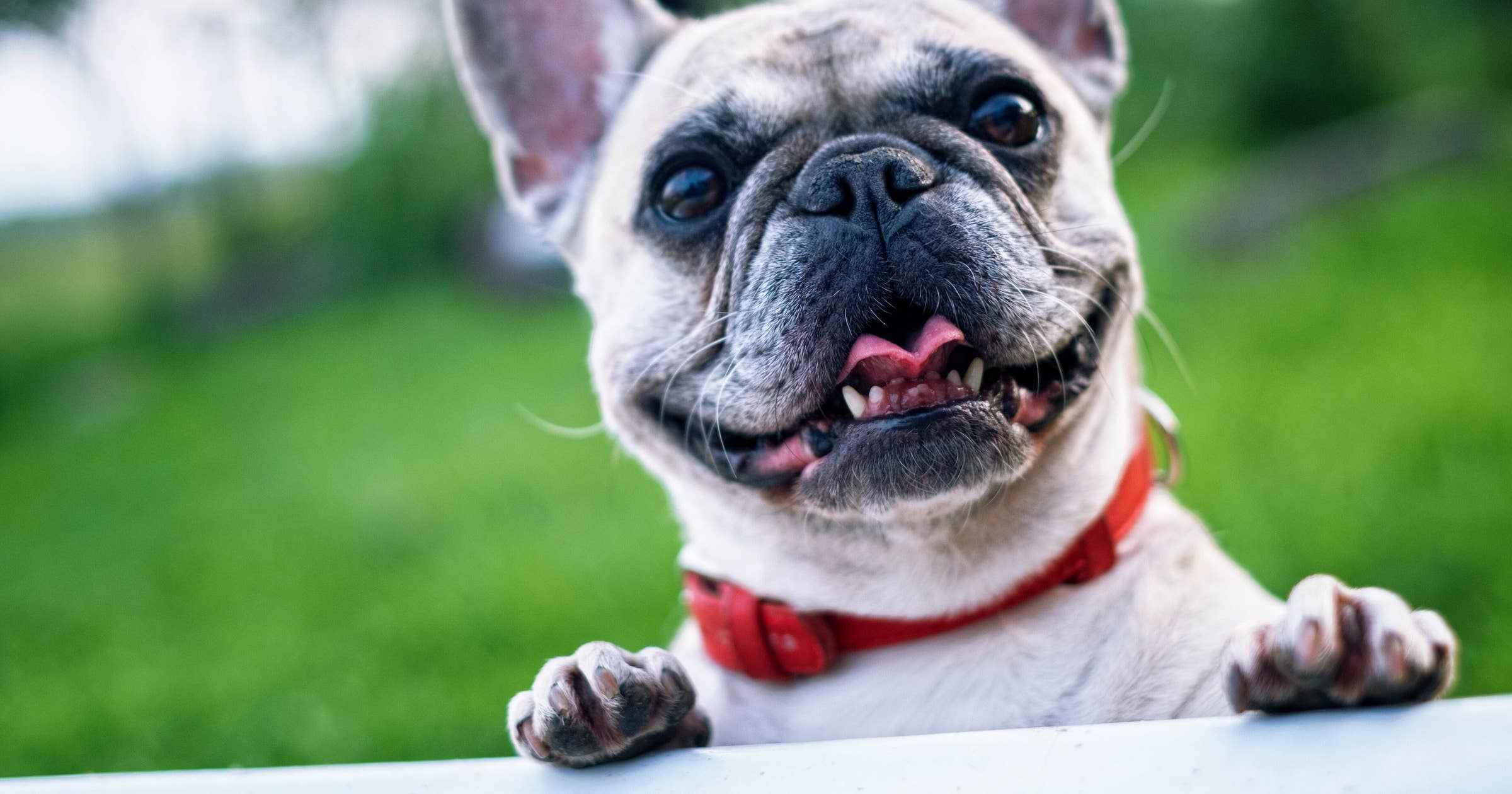 doggy-day-care-business-names