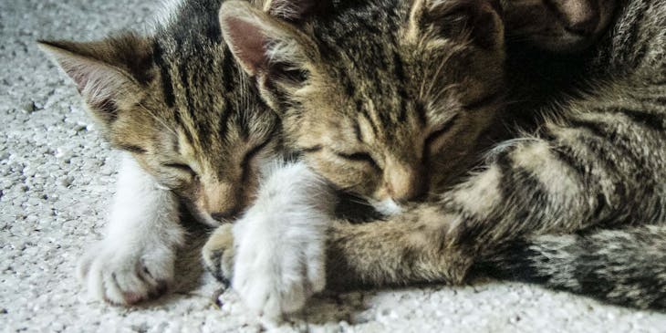 Tre cuccioli di gatto della stessa cucciolata che dormono gli uni vicino agli altri.