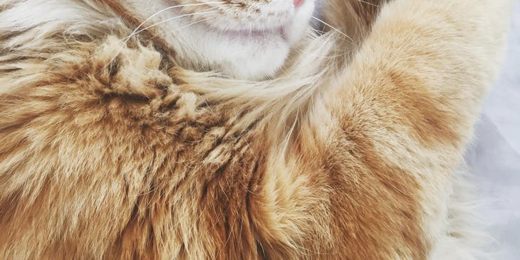 Close-up de um gato dormindo em uma cama branca em um hotel para gatos.