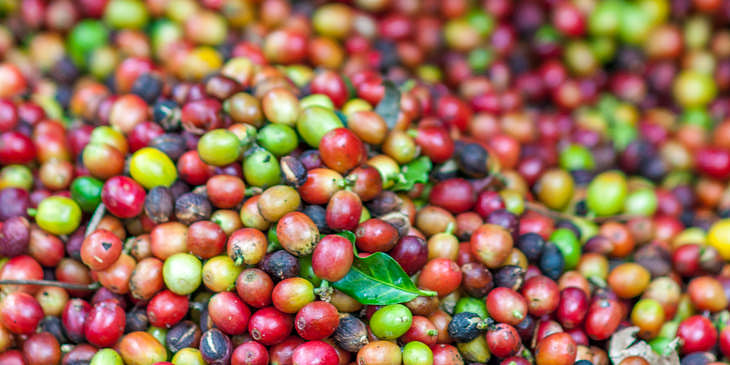 Frutos de café siendo seleccionados en una empresa de café de Villa Rica.