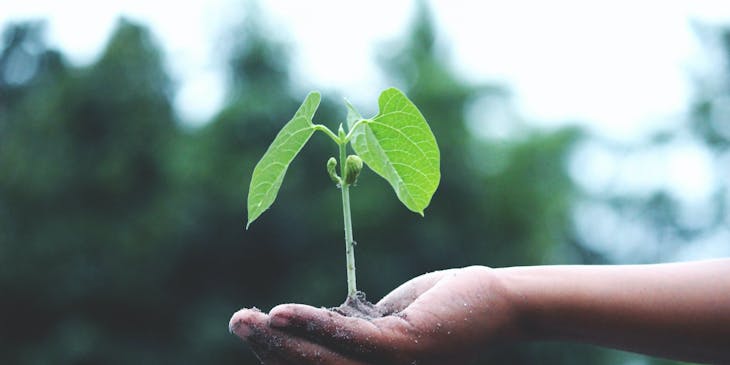 Una mano sosteniendo una pequeña planta en una fundación ambiental.