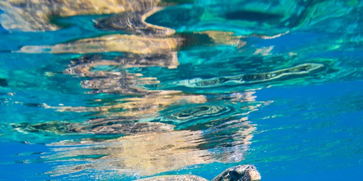 Tortuga marina en el fondo del mar en un negocio de tours a Cayos Cochinos.