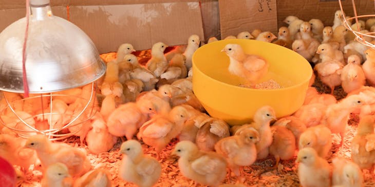 Pollitos en una granja alrededor de un plato de alimento y un foco en una empresa de pollos.