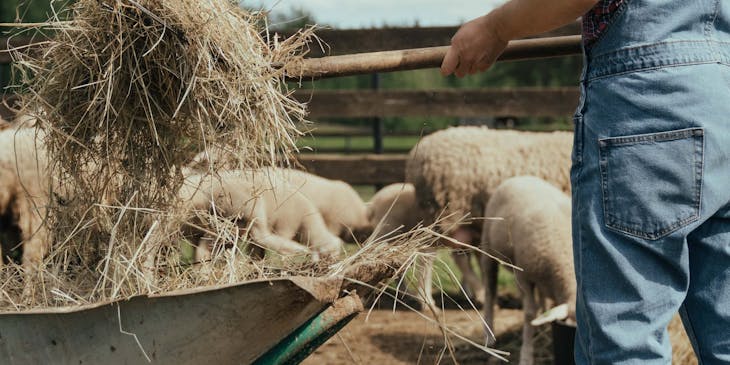 Un contadino che prende del fieno da una carriola nel recinto delle pecore di un'azienda agricola.