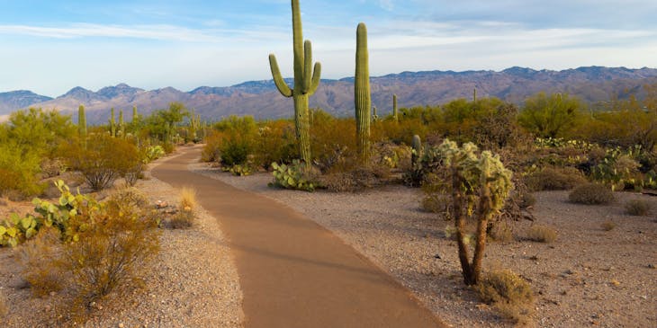 some cacti in Saguaro National Park, Arizona