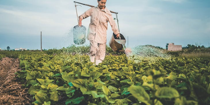 Um agricultor cuidando da plantação.