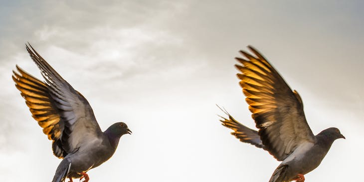 Deux oiseaux identiques qui prennent leur envol.