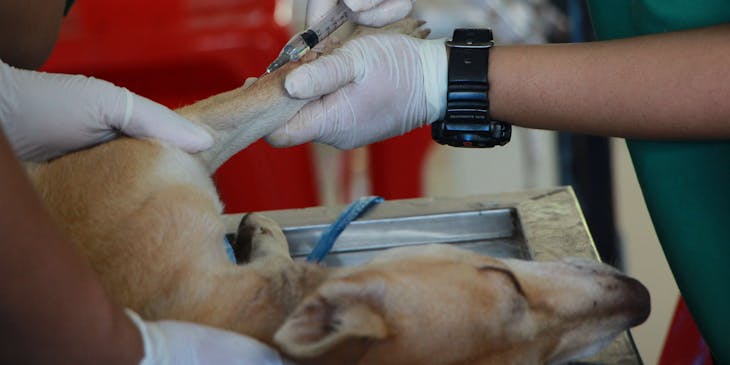 Un fisioterapeuta veterinario inyectando medicamento en una de las patas del perro en un negocio de fisioterapia veterinaria.