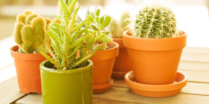 Cactus plantados en una maceta para flores café.