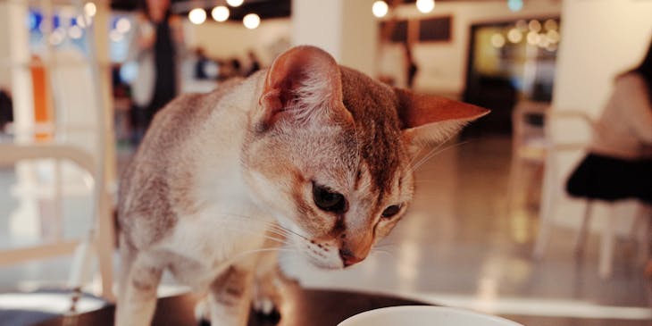 Gato em uma mesa cheirando uma xícara de café em um cat café.