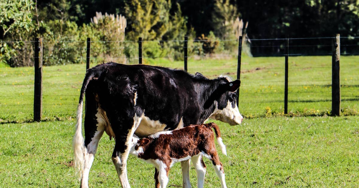  Dairy Farm Business Names 