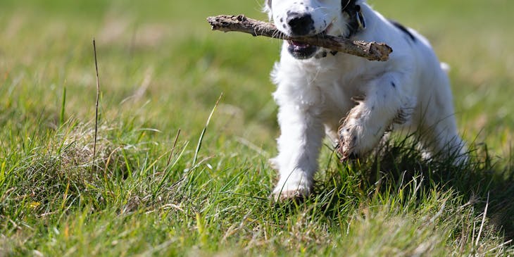 A dog fetching a stick in a park.