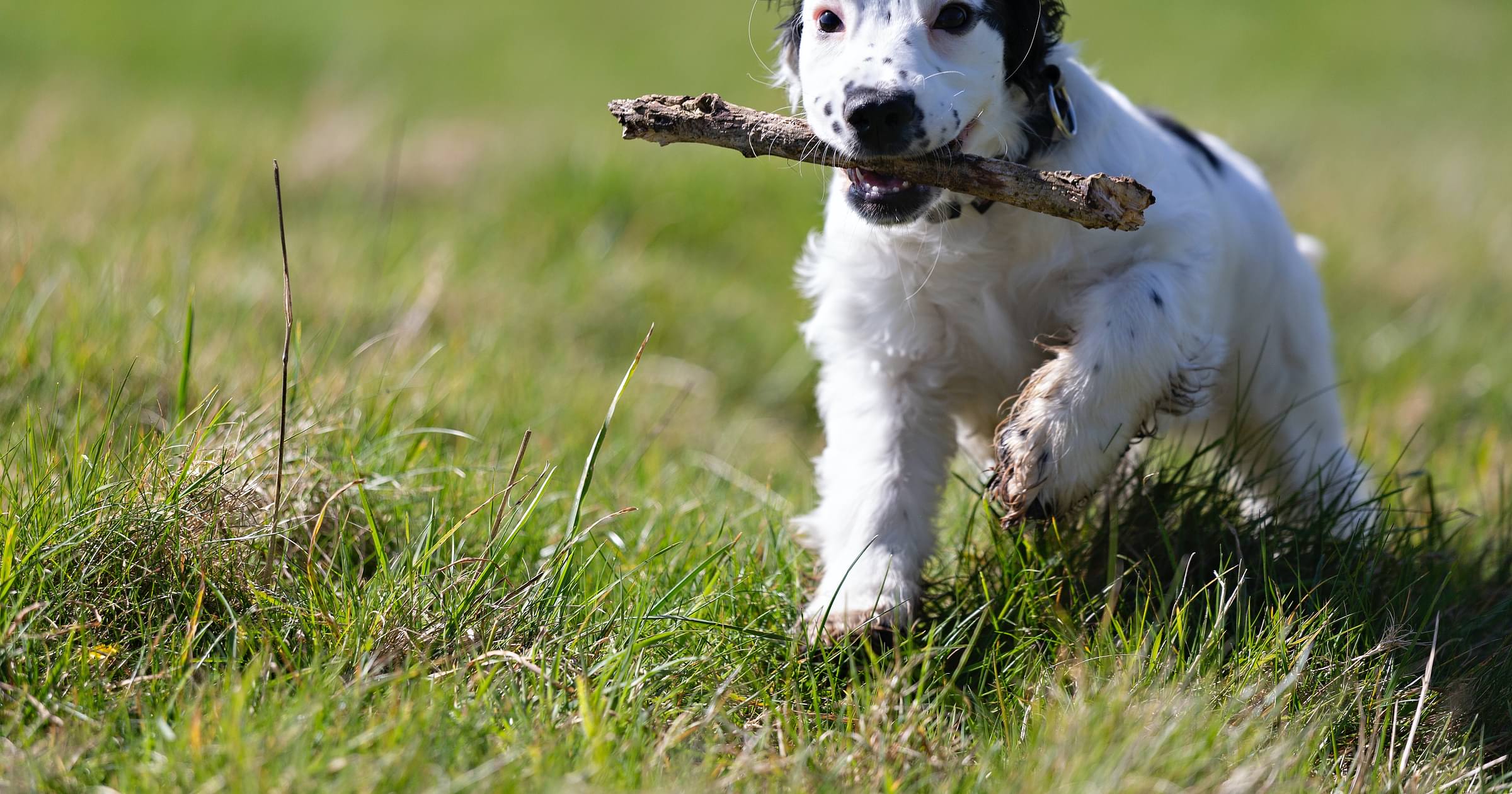 dog-boarding-business-names