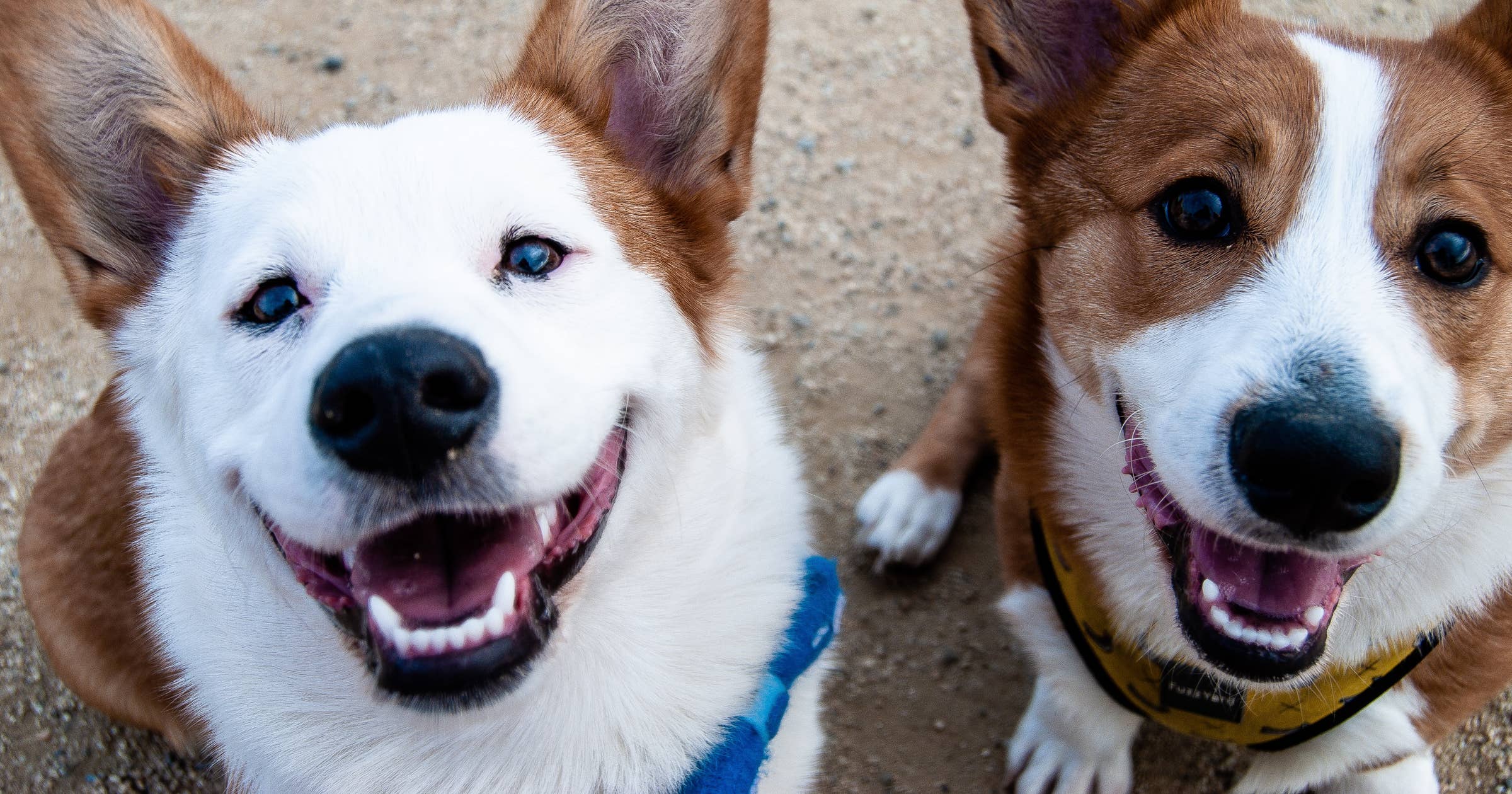 dog-business-names