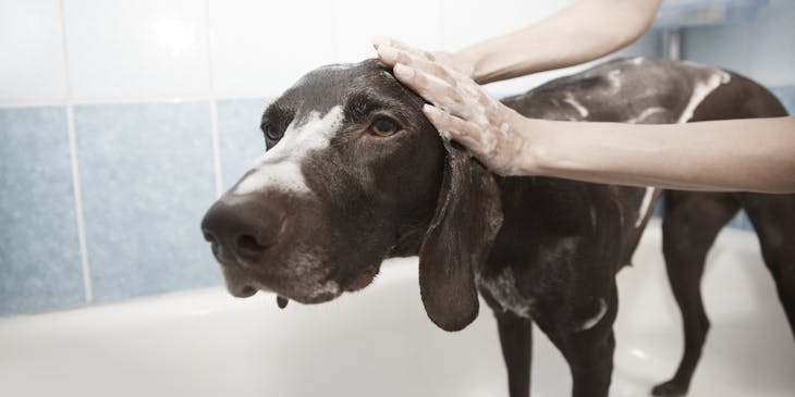 Un chien noir en train d'être toiletté dans une baignoire.