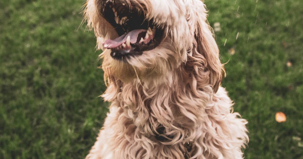 dog-park-business-names