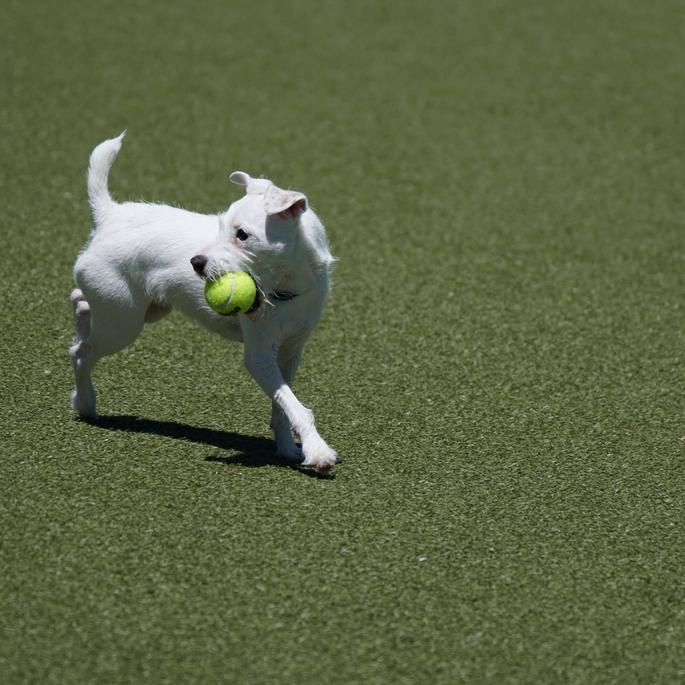 Dog Park Business Names