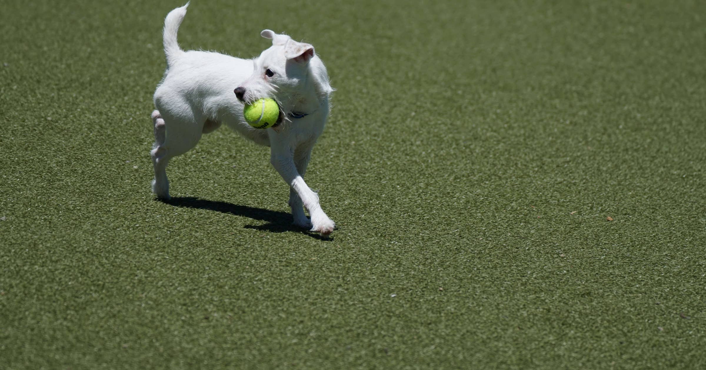 dog-park-business-names