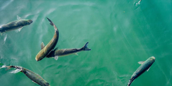 Des poissons élevés dans une ferme piscicole.