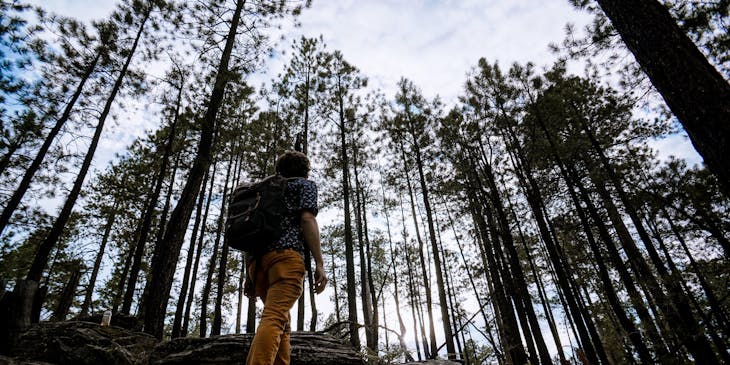 Homem em uma floresta observando as árvores.