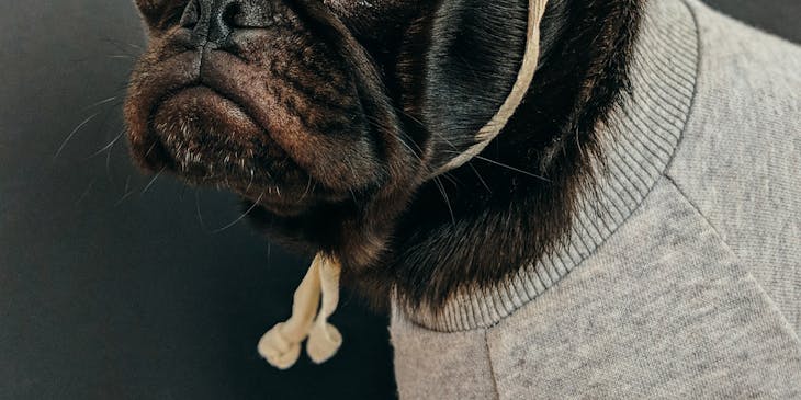 Un carlin portant un bonnet jaune et un pull gris.