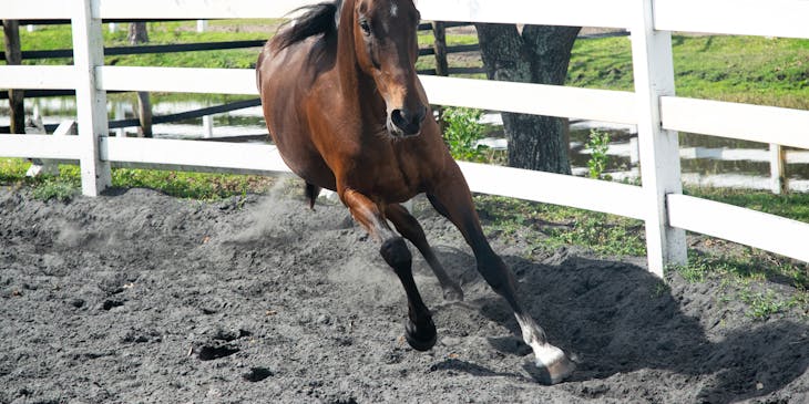 Cavalo marrom correndo em um padoque.