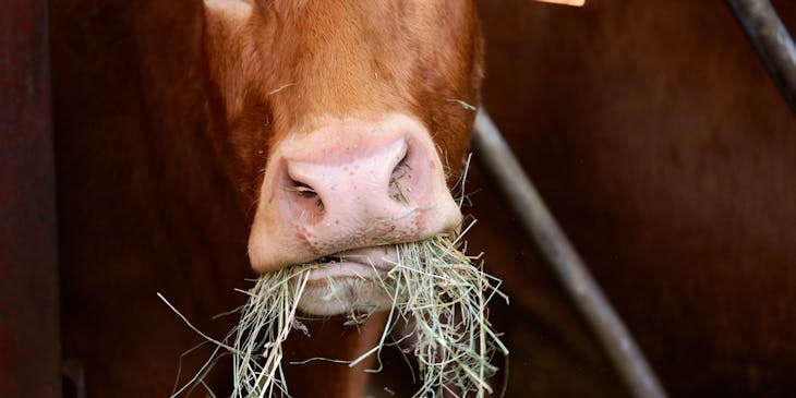 Acercamiento a una vaca café comiendo heno.