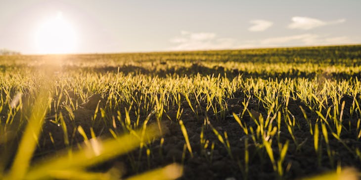 Vista de una chacra de campo con plantas nacientes y el sol en el horizonte.