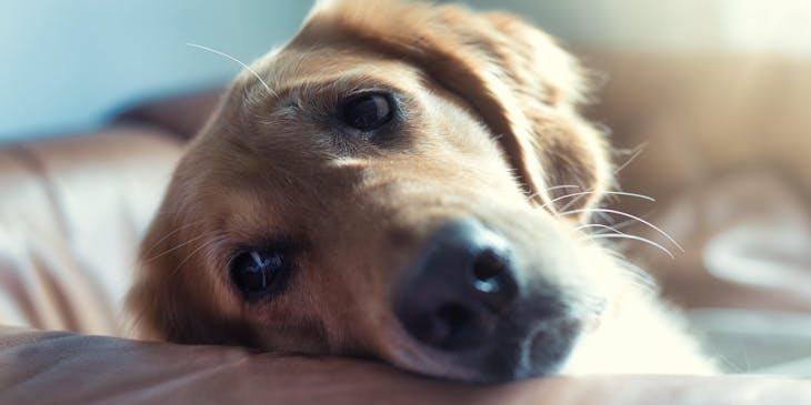 La cara triste de un perro sobre un sofá en un crematorio de mascotas.