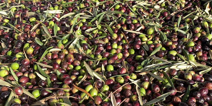 Muchas aceitunas de tacna de distintos colores con hojas de olivo encima.