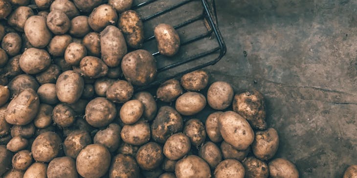 Muchas papas de Perú sin lavar y una herramienta para levantarlas sobre una superficie de concreto.