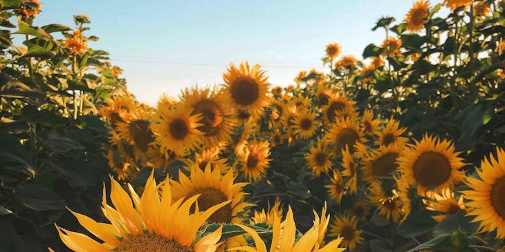 girasoles en el campo en un negocio de girasoles