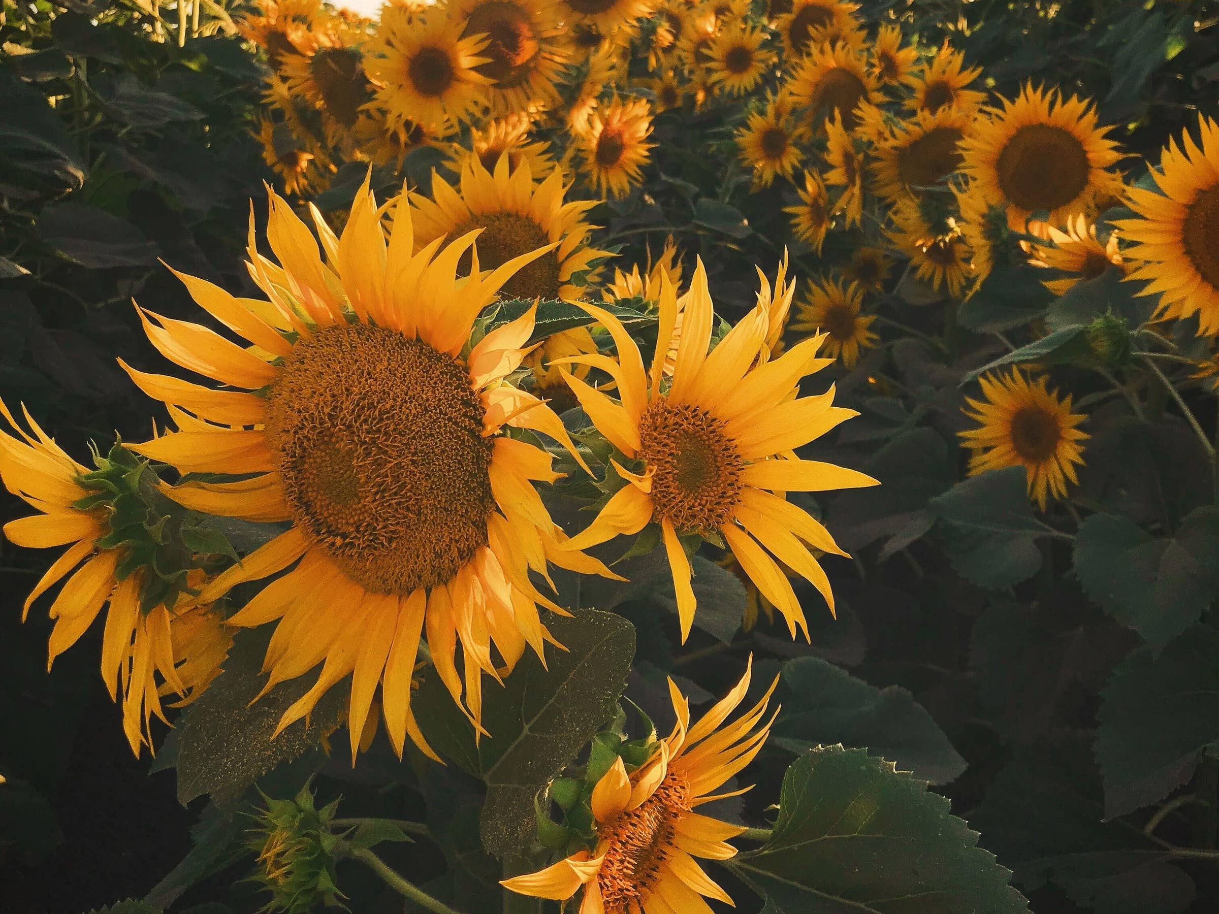 Nombres para negocios de girasoles