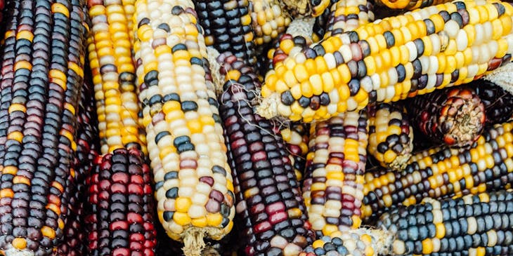 Un montón de choclos de diferentes colores en un negocio de pasteles de choclo.