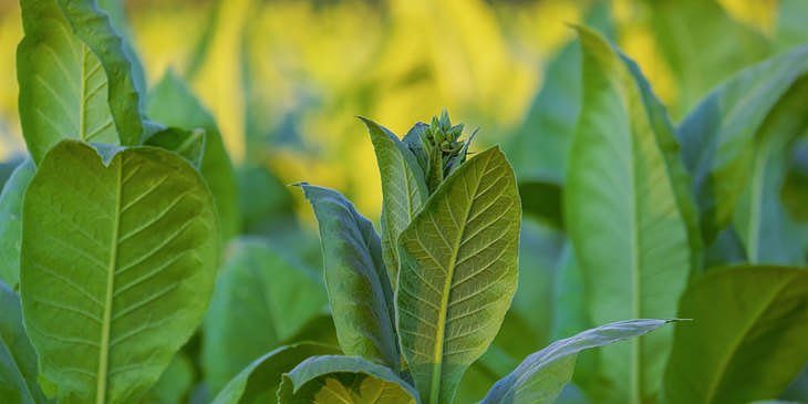 Hojas de tabaco verdes en un plantío de un negocio de tabaco hondureño.