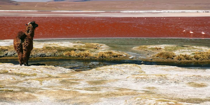 Vista de la laguna colorada y una alpaca en un viaje organizado por un negocio de tours a la laguna colorada.