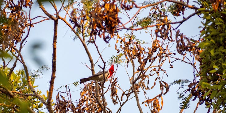 Ave de cabeza roja en un árbol durante un recorrido para la observación de aves en un negocio de tours al Chaco paraguayo.