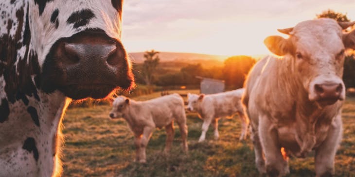 Una vaca blanca con manchas negras a un lado de varias vacas color café en un negocio ganadero.