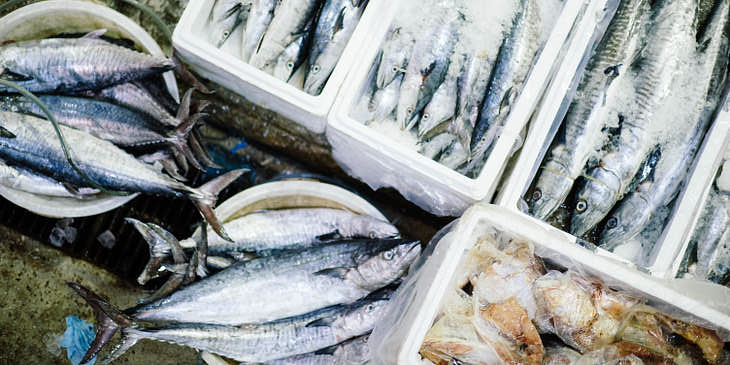 Diversos tipos de pescados en hieleras en una pescadería.