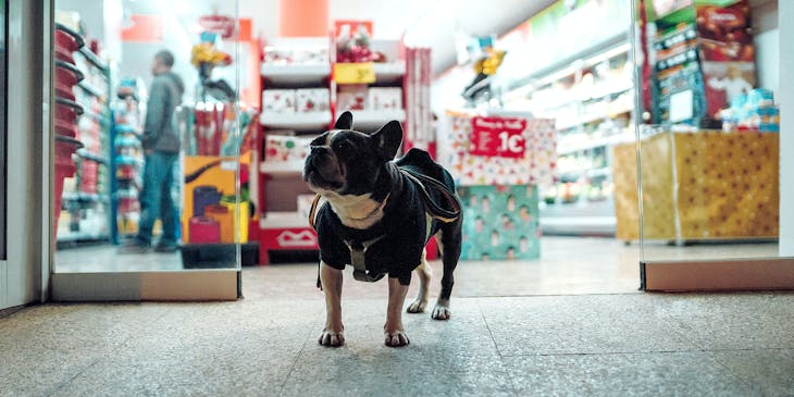 Perro negro pequeño con correa fuera de una tienda de mascotas.