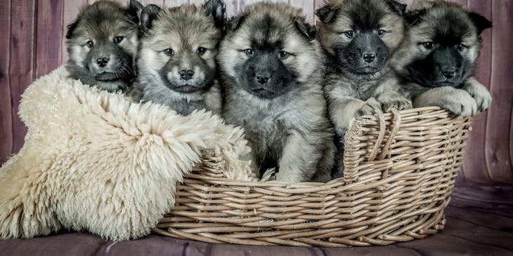 Una camada de cachorros de raza pura en una empresa de criadero de animales.