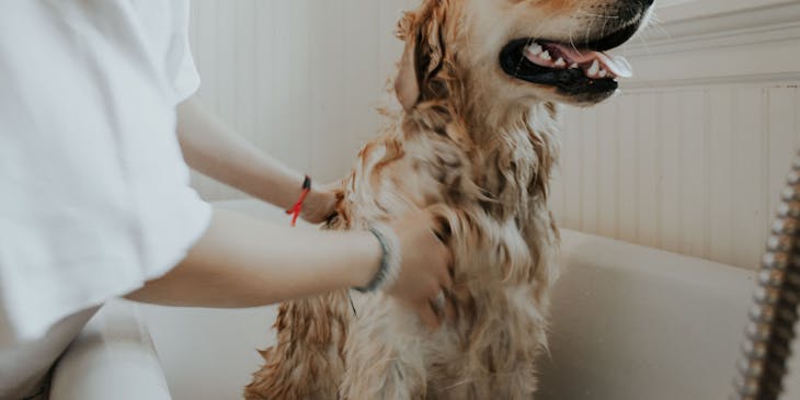 Cachorro tomando banho em uma banheira em uma empresa de banho e tosa.