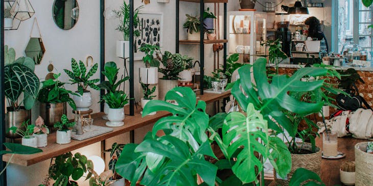 Un almacén de plantas con plantas en exhibición.