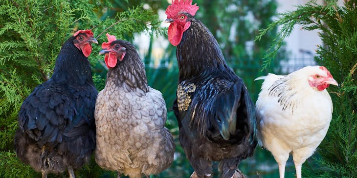 Four roosters on a poultry farm.