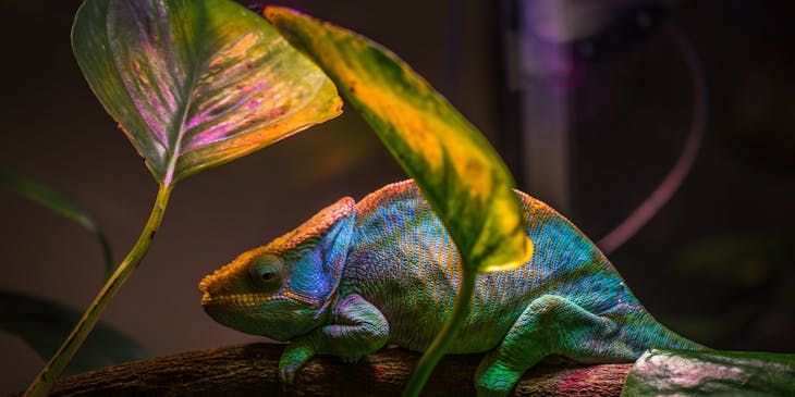 Reptile perched on a branch