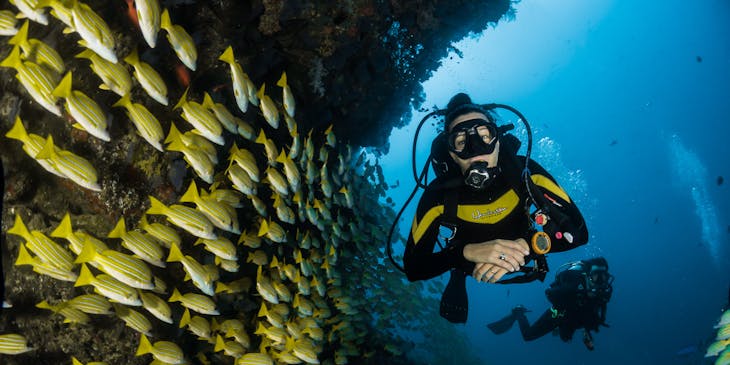 Plongeur avec un banc de poissons jaunes.